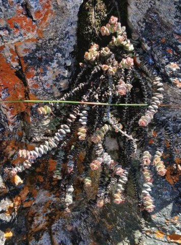 Crassula rupestris in a clinch